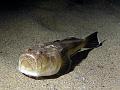 Fisch nachts